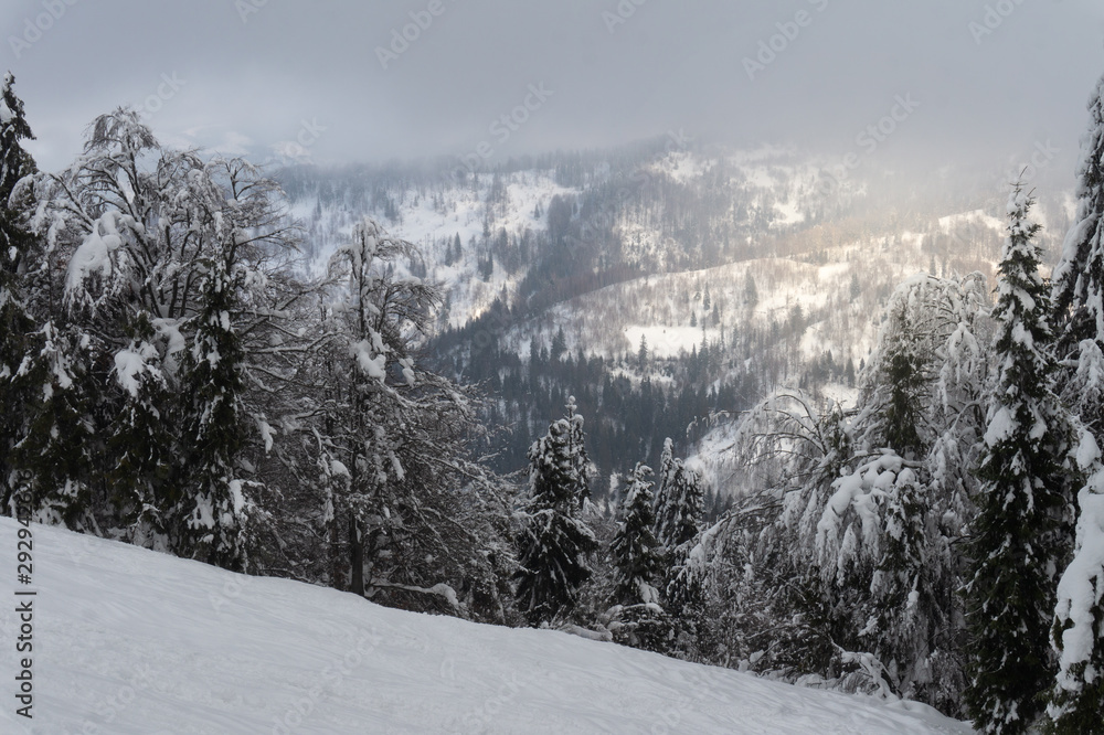 Snowy high fir trees against the background of blue mountains