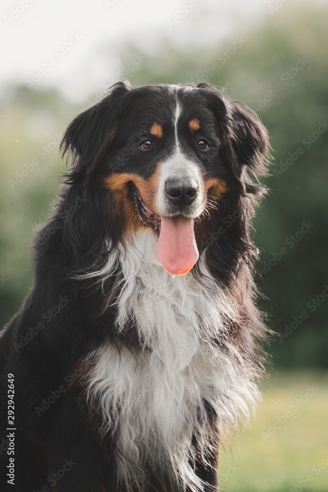  Bernese Mountain Dog