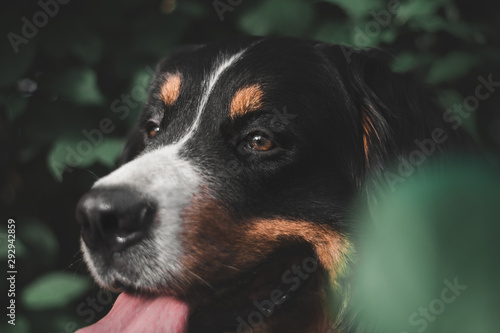  Bernese Mountain Dog © Anya
