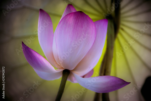 Lotus flower