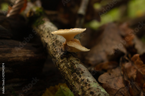 champignon jaune des bois