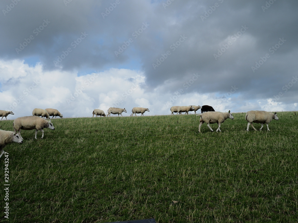 Fototapeta premium Schafe auf dem Deich in Ameland