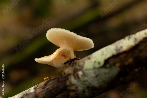 champignon jaune des bois