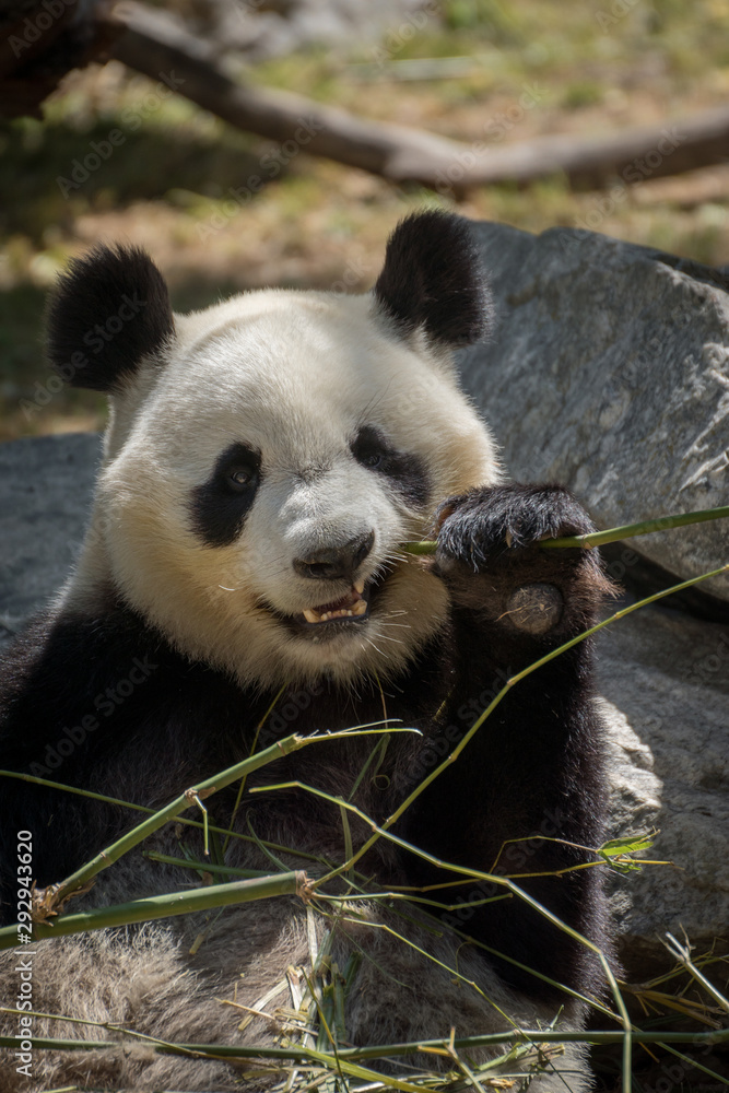 Obraz premium Oso panda hembra comiendo bambú en el zoo de Madrid