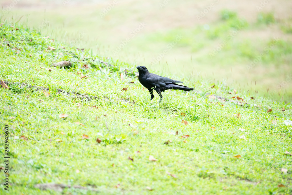 Obraz premium Large-billed crow