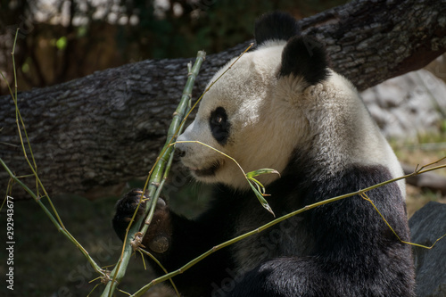 Fototapeta Naklejka Na Ścianę i Meble -  Oso panda hembra comiendo bambú en el zoo de Madrid