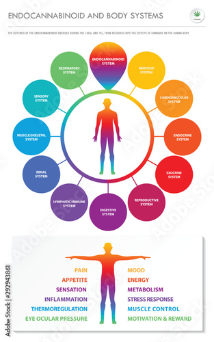 Endocannabinoid and Body Systems vertical business infographic illustration about cannabis as herbal alternative medicine and chemical therapy, healthcare and medical science vector.