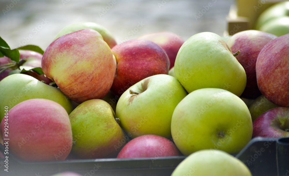 fresh harvested ripe apples for sale fresh harvested ripe apples for sale
