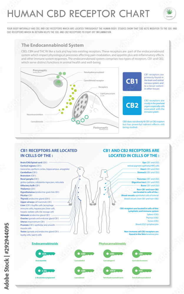 Human CBD Receptor Chart Endocannabinoid vertical business