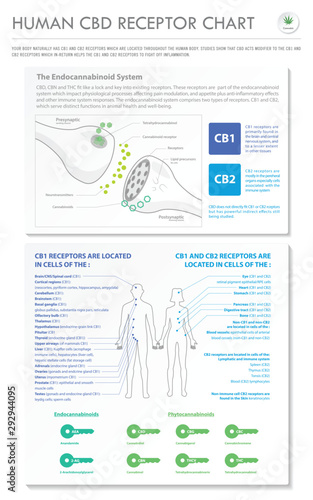 Human CBD Receptor Chart - Endocannabinoid vertical business infographic illustration about cannabis as herbal alternative medicine and chemical therapy, healthcare and medical science vector.