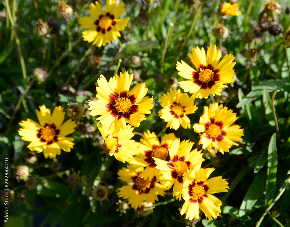 Coreopsis Coreopsis