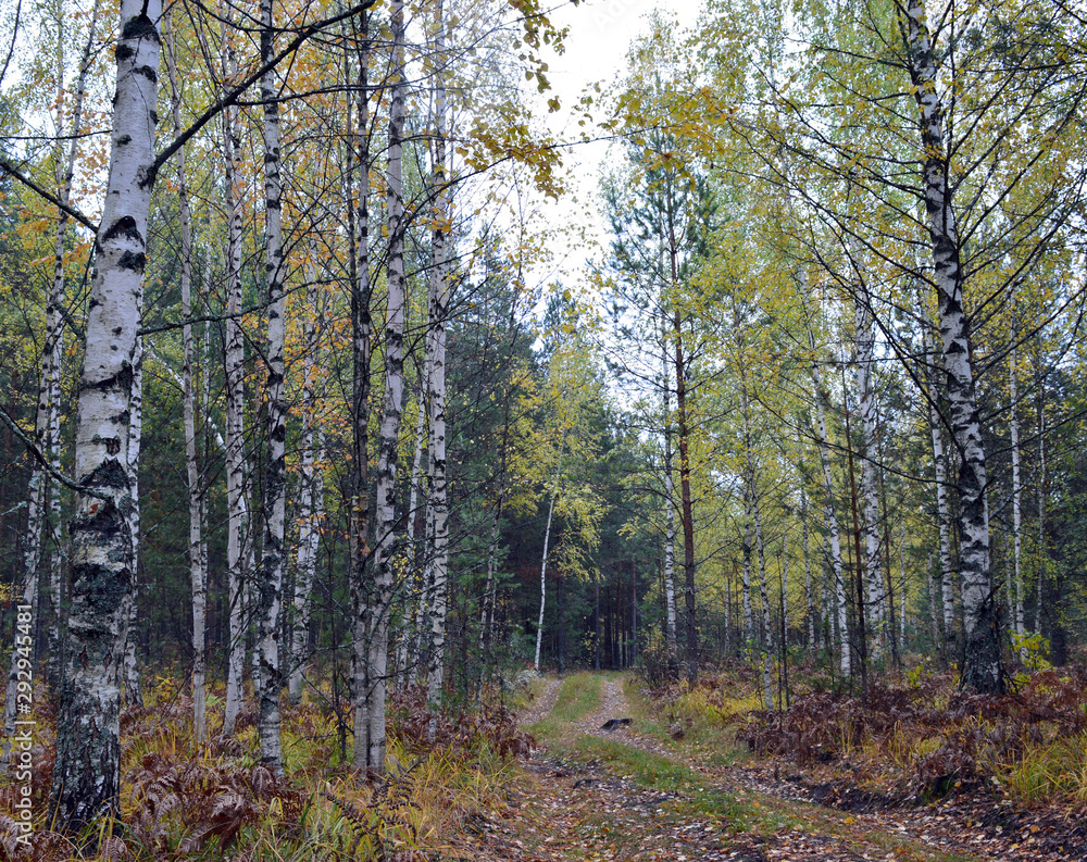 forest sand path in the middle of trees in autumn in rainy weather and fog forest sand path in the middle of trees in autumn in rainy weather and fog