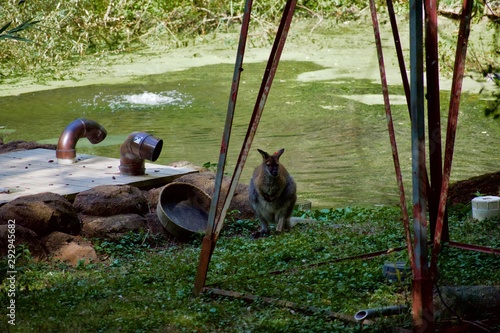 Wallaroo sitting by murky pond in shade photo