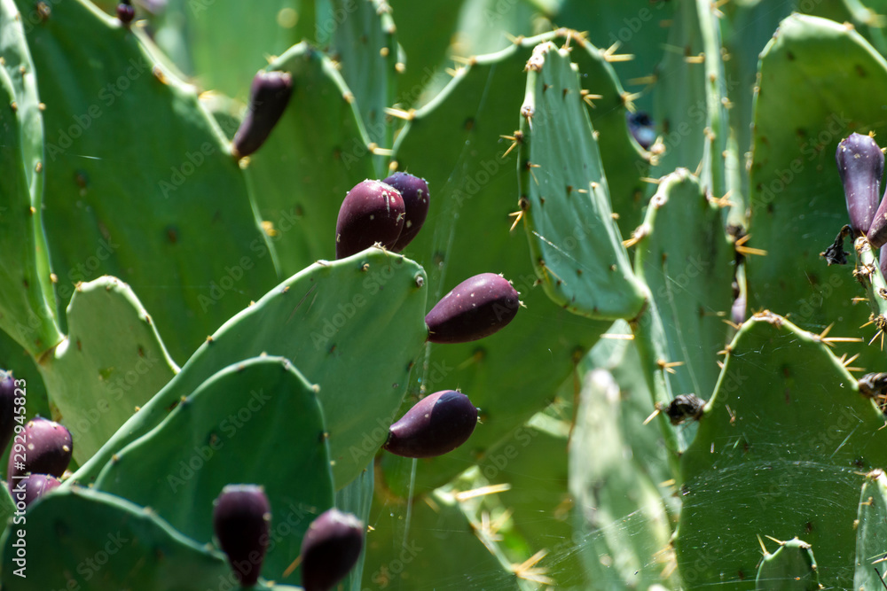 Opuntia or prickly pear cactus family, tasty food Opuntia or prickly pear cactus family, tasty food