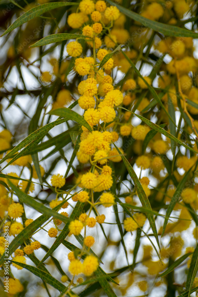 Spring blossom of yellow Acacia dealbata or mimosa tree in Greece Spring blossom of yellow Acacia dealbata or mimosa tree in Greece