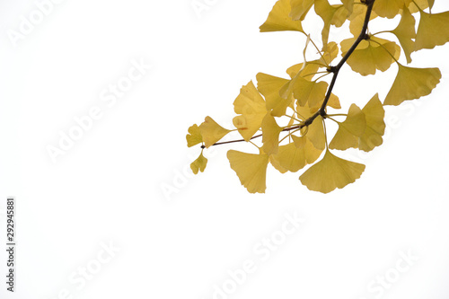 Yellow leaves of Ginkgo - Maidenhair Tree.
