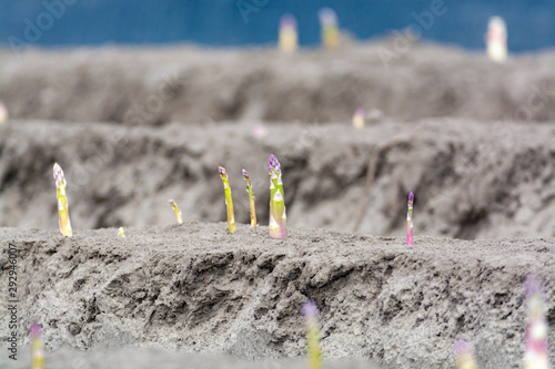 New harvest season on asparagus vegetable fields, white and purple asparagus growing uncovered on farm.
