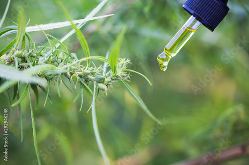 Hand holding Pipette with cannabis oil against Cannabis plant, CBD Hemp oil, medical marijuana oil concept