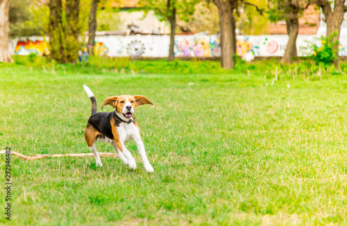 Walk with the dog. Lovely beagle.