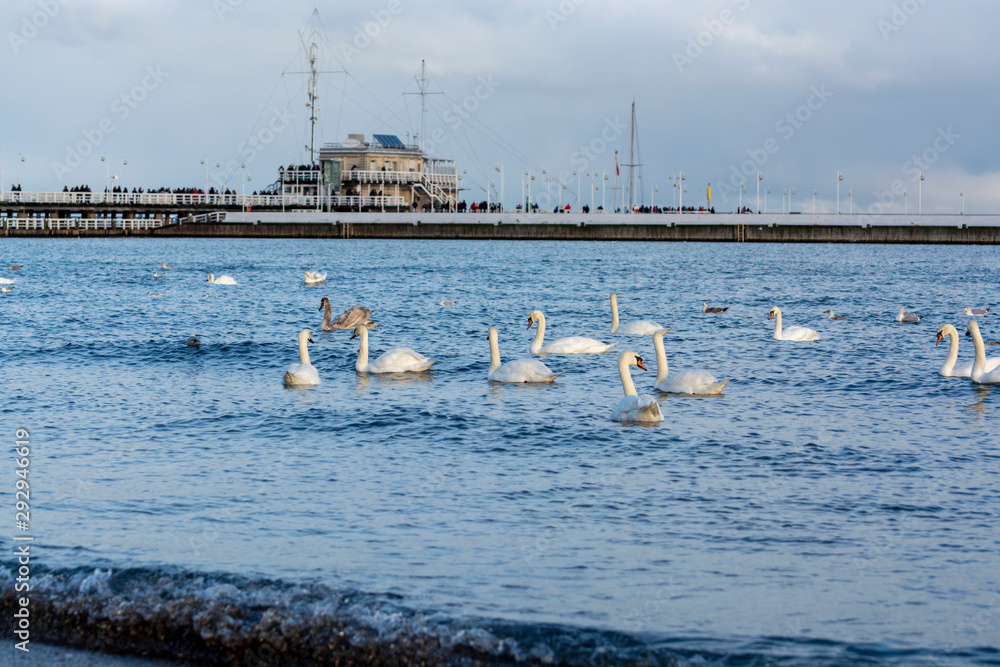 Dark winter days in Sopot, white swans swimming in cold Baltic sea near old pier of Sopot, Poland