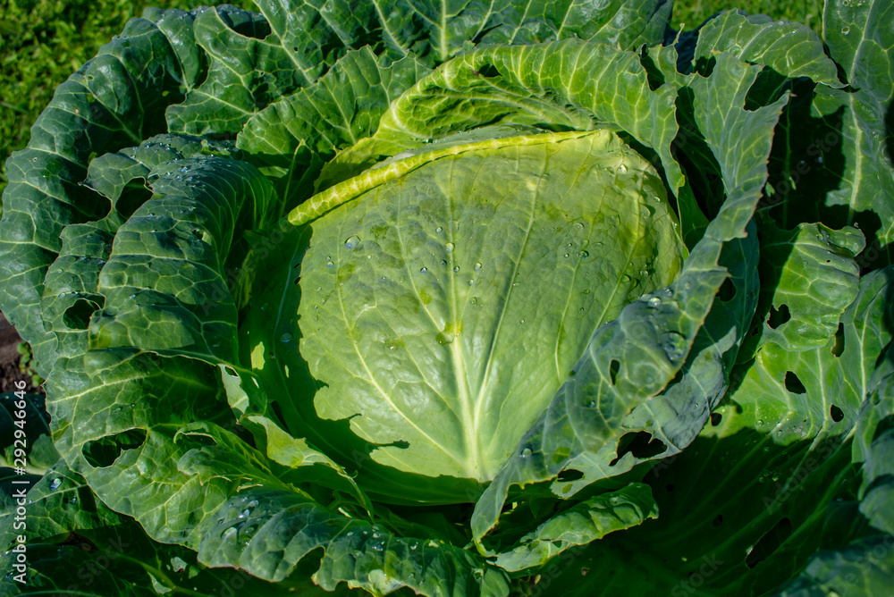 A huge head of cabbage was born this year to the delight of us. A huge head of cabbage was born this year to the delight of us.