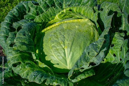 A huge head of cabbage was born this year to the delight of us.