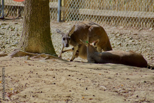 Kangaroo family resting in shade photo