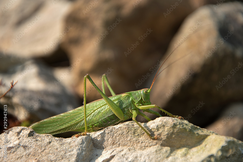 Tettigonia viridissima. Green grasshopper sits on a stone. The sun shines. Tettigonia viridissima. Green grasshopper sits on a stone. The sun shines.