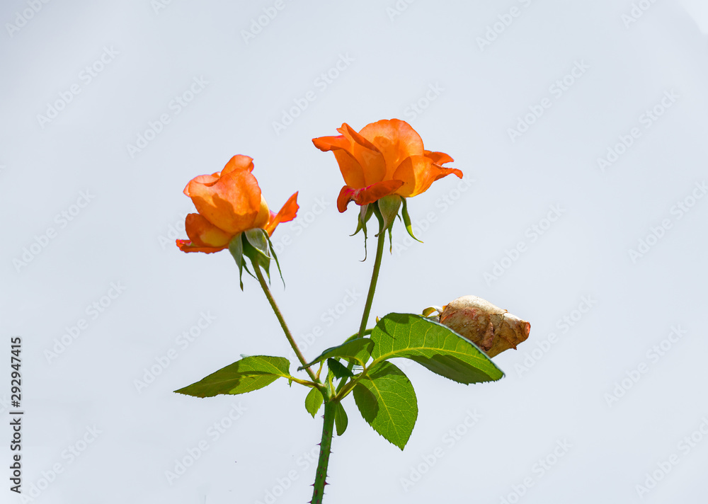 Beautiful roses in the background of the white sky Beautiful roses in the background of the white sky