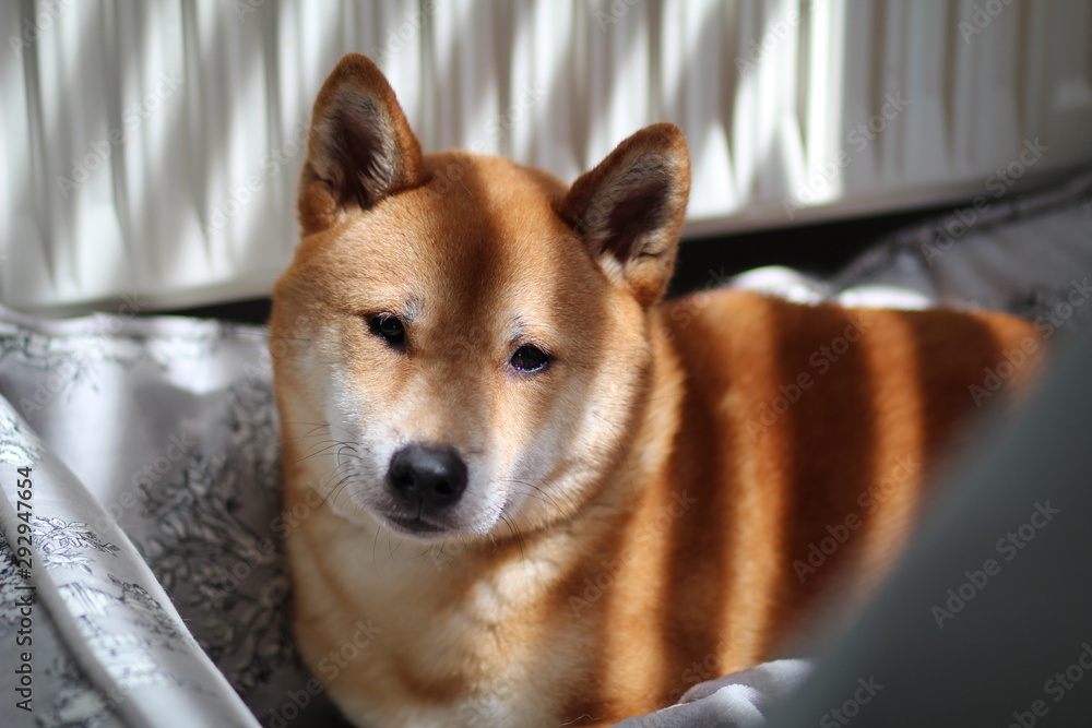 Hund Hund