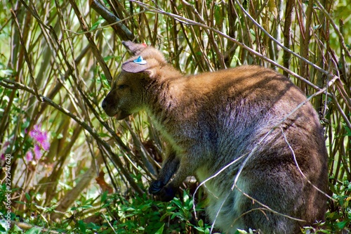 Joey wallaroo in tall bush with blue tag on ear. Brush giving shade.  photo