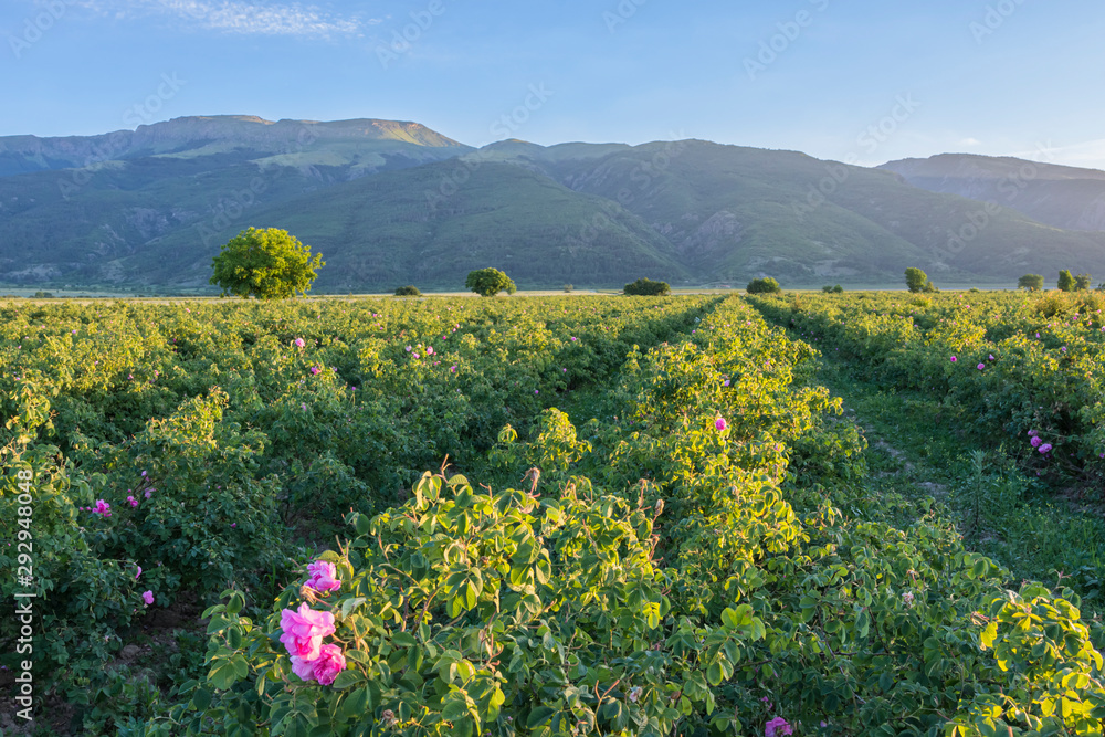 Agricultural field of fresh pink roses (Rosa damascena) for perfumes and rose oil in garden on a bush during spring after sunrise. Landscape of the rose valley. Balcan mountain at background.