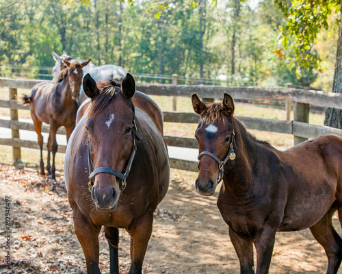A bay mare and her foal in the shade with another mare and foal behind them.