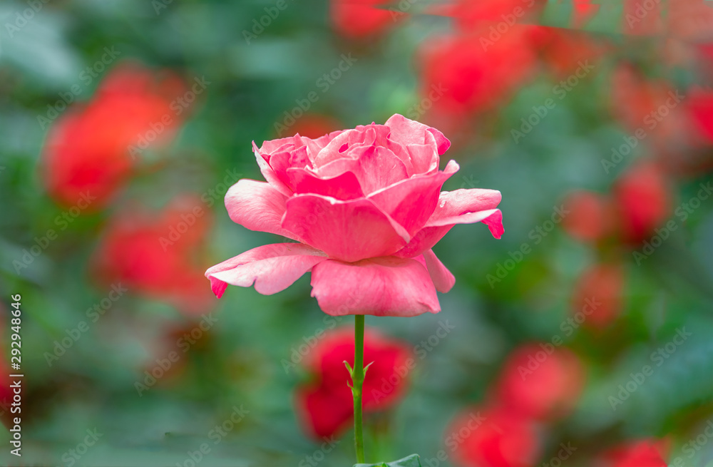 Bright and beautiful red roses in the flowers