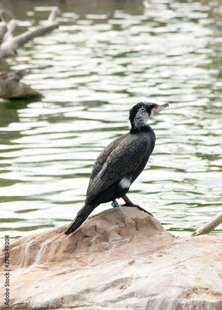 Fototapeta premium bird in its natural habitat in spain