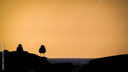 Seagulls silhouette