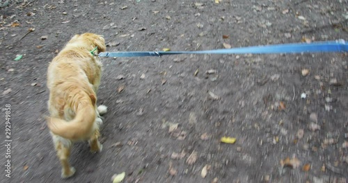 Old golden retriever dog on a leash