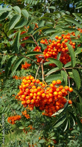 Autumnal orange berries at the arboretum