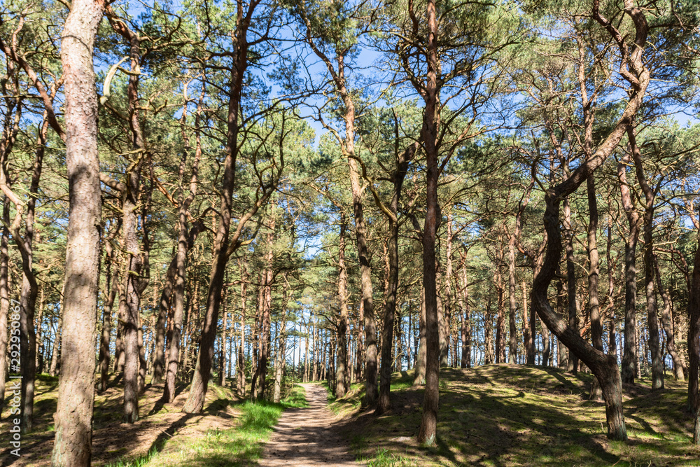 Kiefernwald auf der Schaabe, Rügen Kiefernwald auf der Schaabe, Rügen