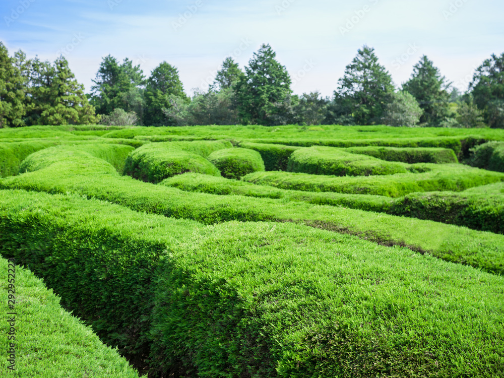 Top view Gimnyeong Maze Park at Jeju Island, South Korea