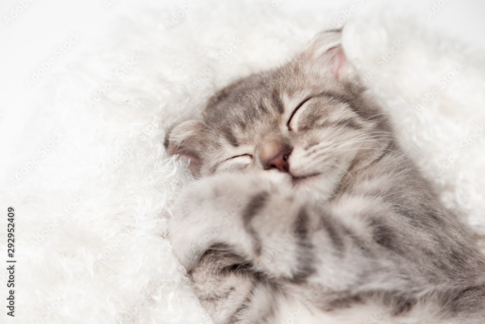 Cat love Sleep well By the Soft Mattress . Little scottish fold Cat cute ginger kitten happy and lovely comfortable sleeping . love to animals pet concept . Cat love Sleep well By the Soft Mattress . Little scottish fold Cat cute ginger kitten happy and lovely comfortable sleeping . love to animals pet concept .