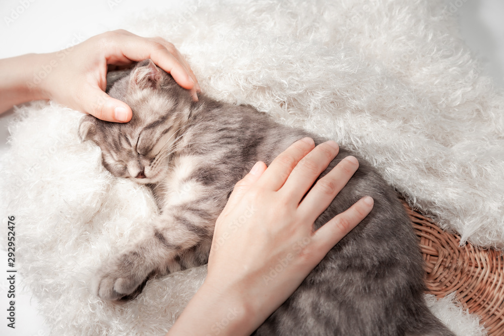 Naklejka Cat love By the hand grip at hand. happy cat lovely comfortable sleeping by the woman stroking hand grip at . love to animals concept .