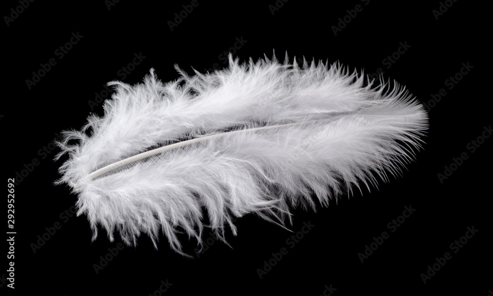 Obraz premium White bird feather isolated on black background