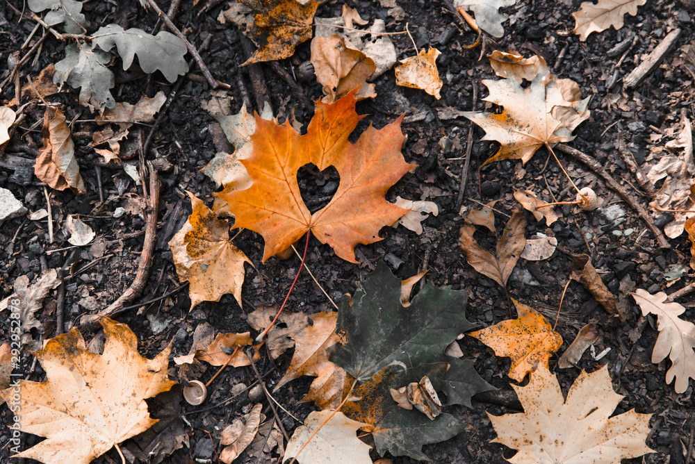 yellow maple leaf on the ground with heart in the middle yellow maple leaf on the ground with heart in the middle