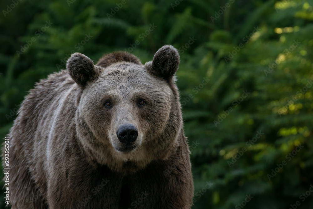 Retrato de un oso pardo en la naturaleza al atardecer