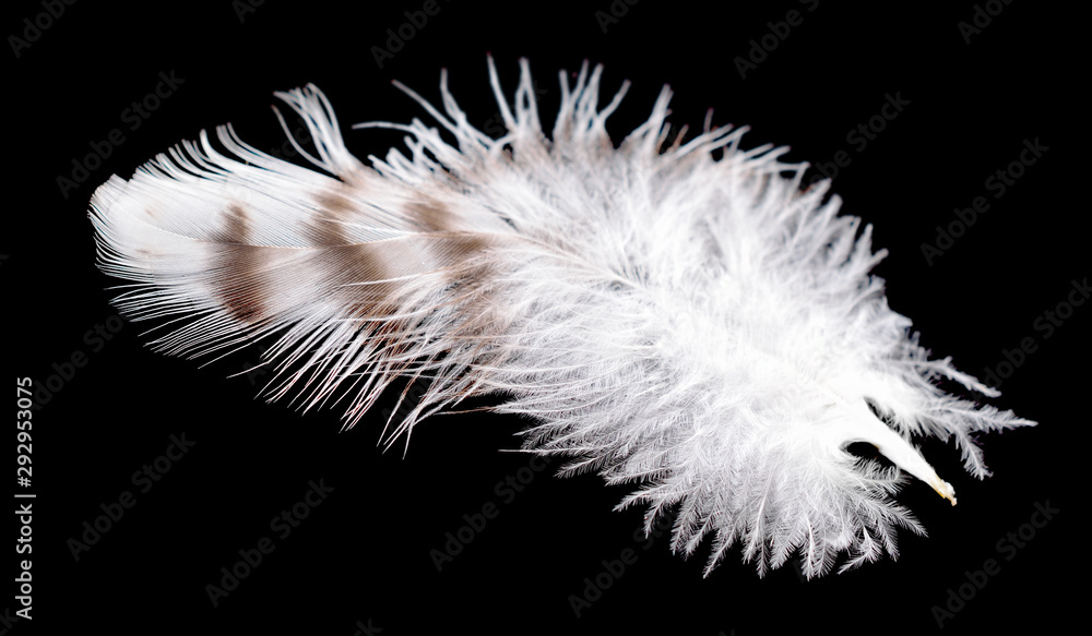 Obraz premium Colored bird feather isolated on black background