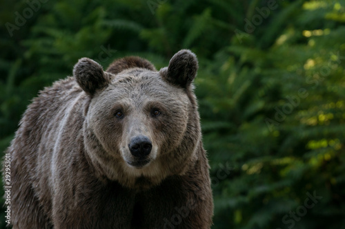 Retrato de un oso pardo en la naturaleza al atardecer
