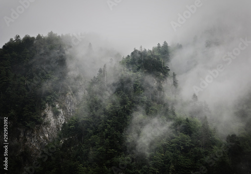 Clouds rising from mountain forest © Björn