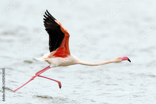 Rosaflamingo (Phoenicopterus roseus) - Greater flamingo photo