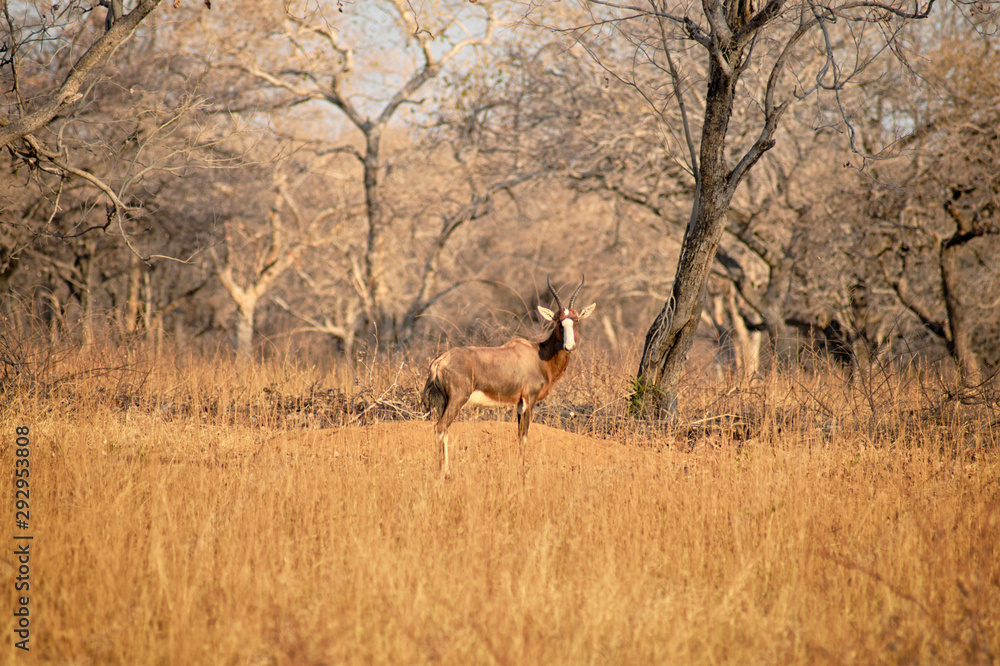 Naklejka premium Blesbuck standing on the dry savannah